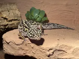 Geckoglowsnouts