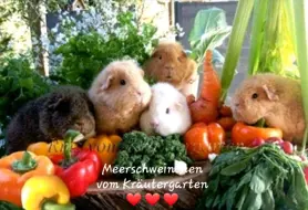 Meerschweinchen vom Kräutergarten 