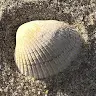 Seashell Unaone Unaone
