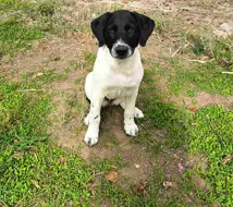 never walk alone e.v.