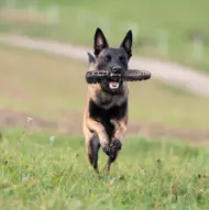 Dominator Malinois