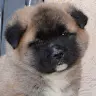 Kennel LargeHeart LargeHeart