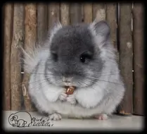 Nicky's Chillchilla's 