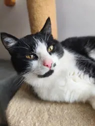 SOS-Strassentiere e.V.