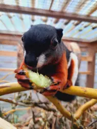 Schönhörnchen