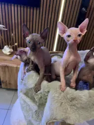 eugenianeufeld@yahoo.de 