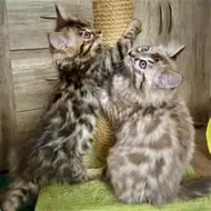 Cashmere Bengals HotMaylove