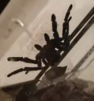 Spidervillage