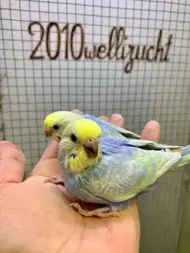 Handzahme Wellensittiche