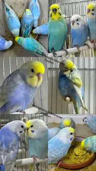 Schumacher  Lea Anna