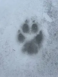 Polar Echo