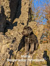 Teutobergawasserpfoten