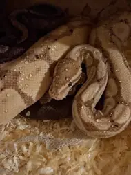 Luka's Reptilien