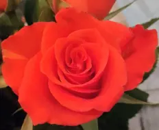 Jassi