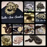 Balticseasnakes