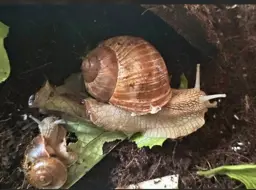 FairyFins