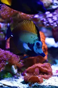 علي عبدالمنعم