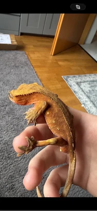 SM reptiles
