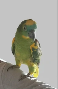 Eickhoff Vanessa Vanessa