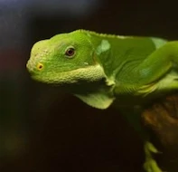 ATP Terraristik