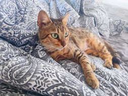 Kater