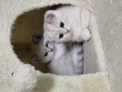 BKH_Katze