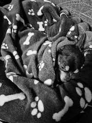 Chihuahua2015