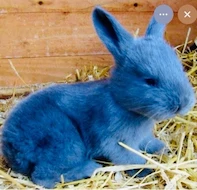 Andersoni 