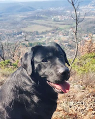 Udruga  KIRA