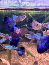 DA-Aquaristik