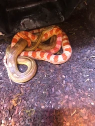 Leonreptil