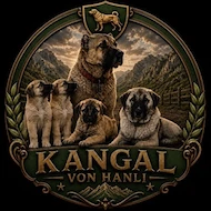 HanliKangal47