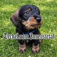 Teckel vom Innerstetal 