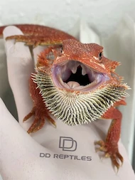 DD-Reptiles