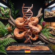 BOA GENETICS GERMANY