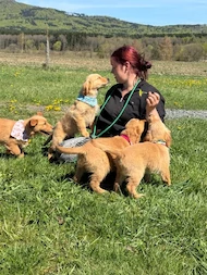 Familienhunde vom Böhmerwald