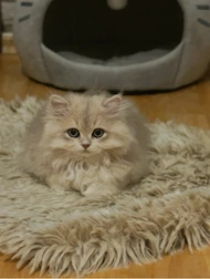 Tierfreundin