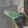 Tierfreundin