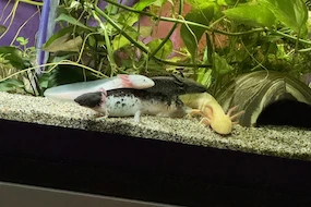 Axolotl Mama