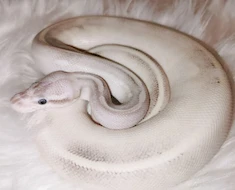 Pythonsarethebest