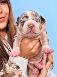 Bully Love