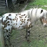 Helmut 
