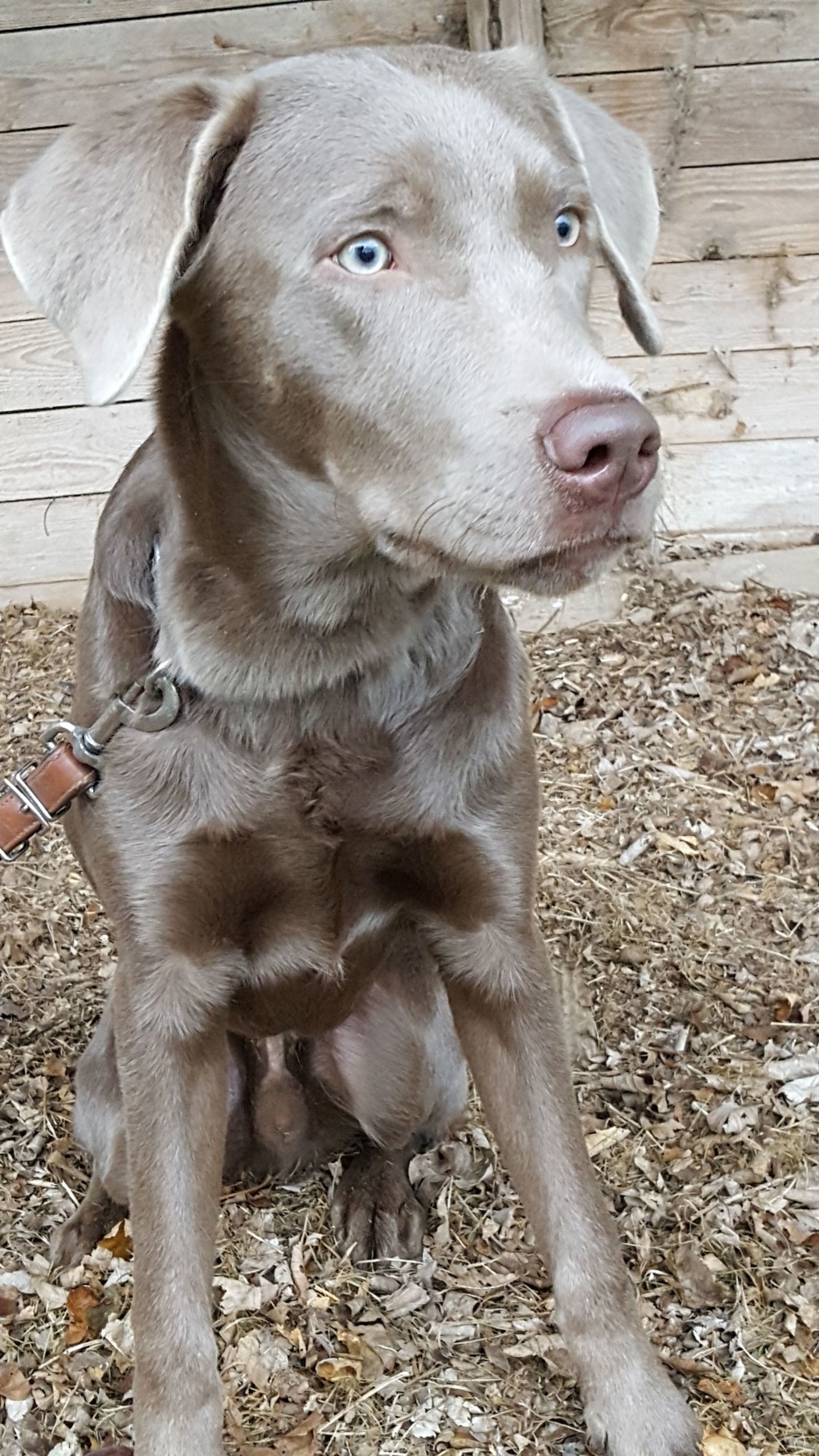 Deckrüde DANTE - Labrador Silber mit Stammbaum und Zuchtzulassung