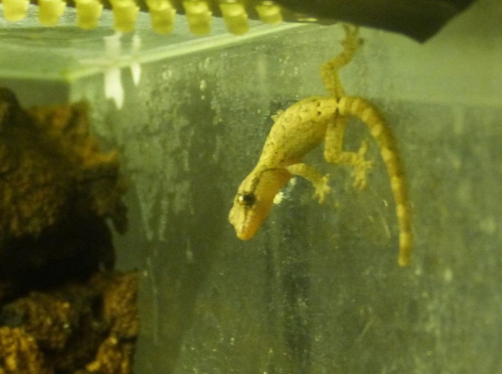 NZ Jungferngeckos Lepidodactylus lugubris Jungtiere