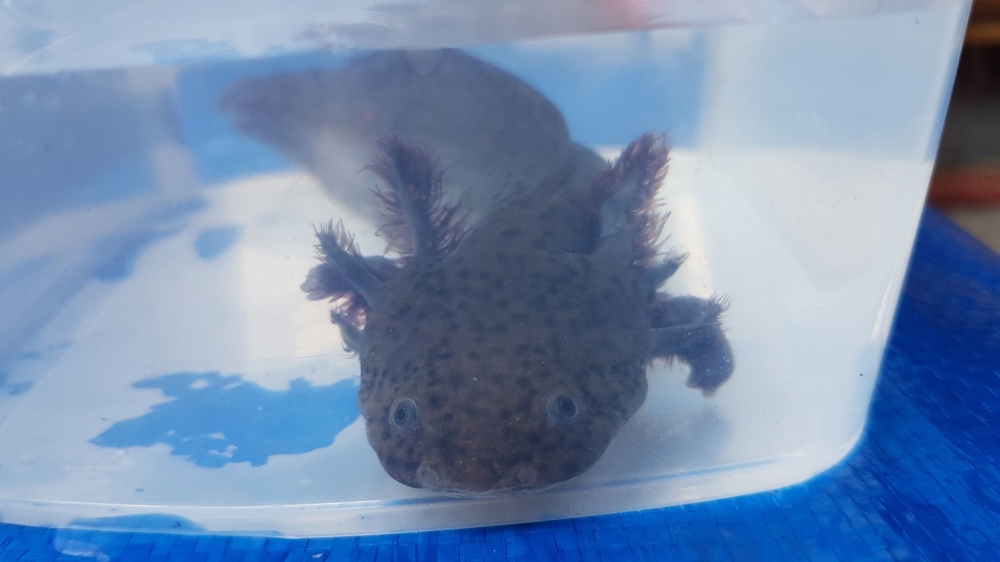 Axolotl (Ambystoma mexicanum)auch für den Teich geeignet