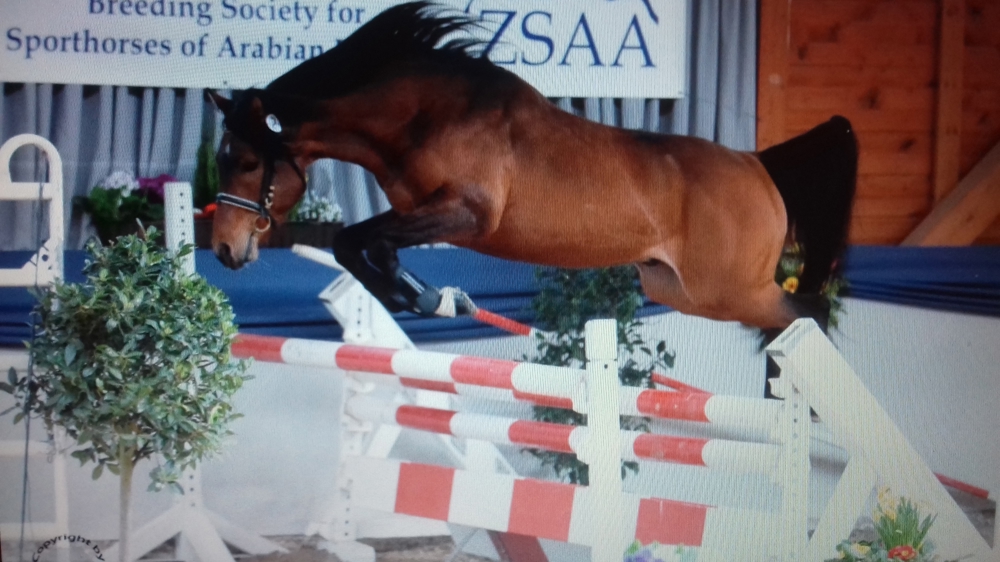 Deckanzeige:Kleinpferdehengst mit "TÜV" deckt Ihre Pony- oder Kleinpferdestute