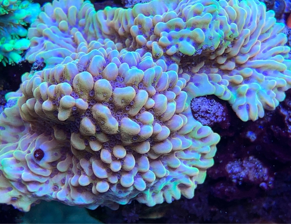 Montipora Crazy - T, Ableger, Korallen, Meerwasser