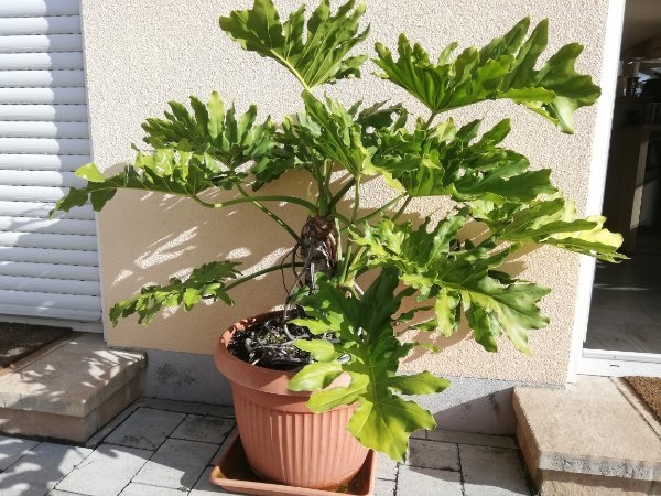 Sehr seltener Baum-Philodendron, sehr groß und dekorativ