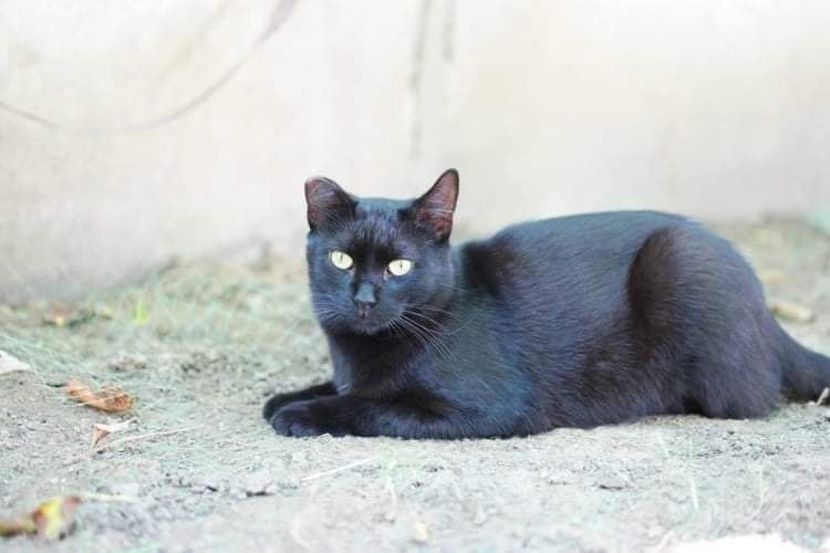 Katze Sophia - schwarzer Diamant