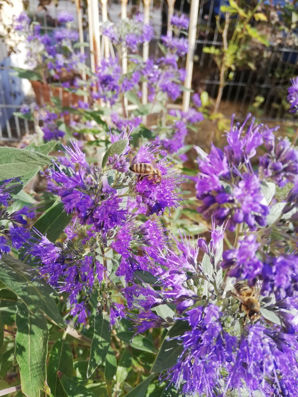 Wunderschöne tiefblau blühende Bartblume - Bienenweide!
